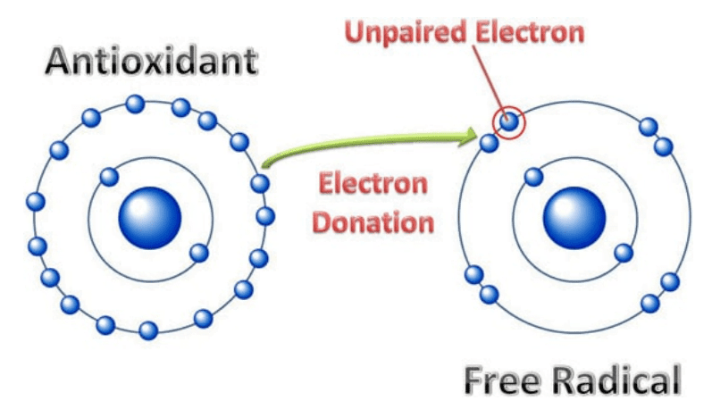 illustration showing an antioxidant donating an electron to an unpaired electron in a free radical