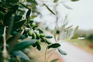 Olive Leaf Olive Tree - SES Research Inc.