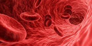 Red Blood Cells - SES Research Inc.