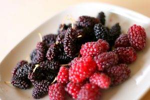 Berries antioxidants Free Radicals - SES Research Inc.