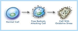 Free Radical and Cell - SES Research Inc.