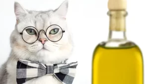Is olive oil bad for cats