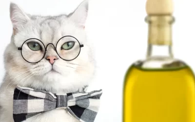 Is Olive Oil Bad For Cats?