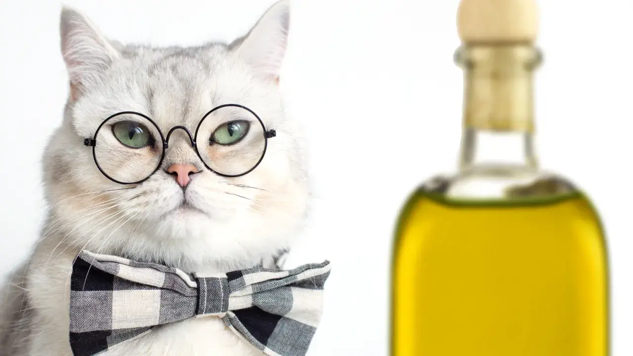 Is olive oil bad for cats